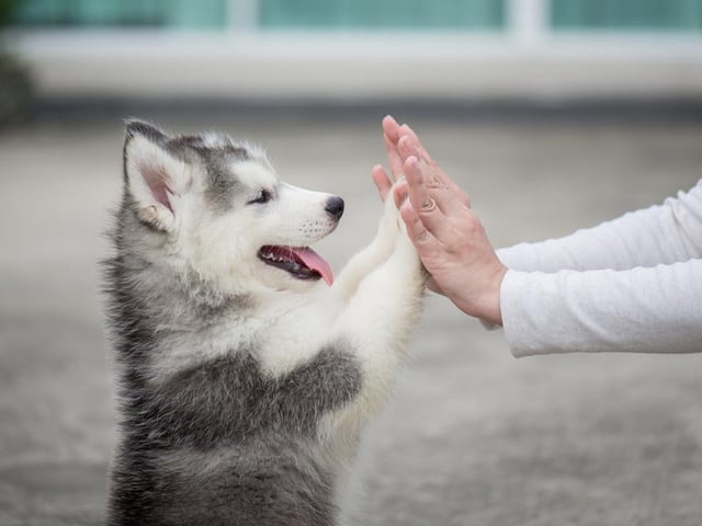 Coco ranked as the tenth most popular female dog name, with Hugo ranking tenth for males.