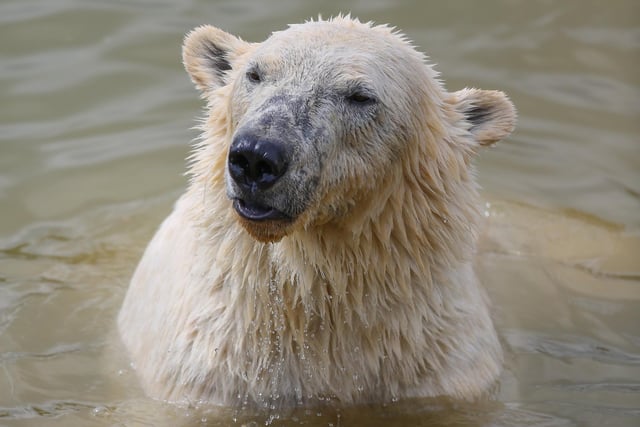 Victor the polar bear cools off on the warm spring sun at Yorkshire Wildlife Park in April 2015