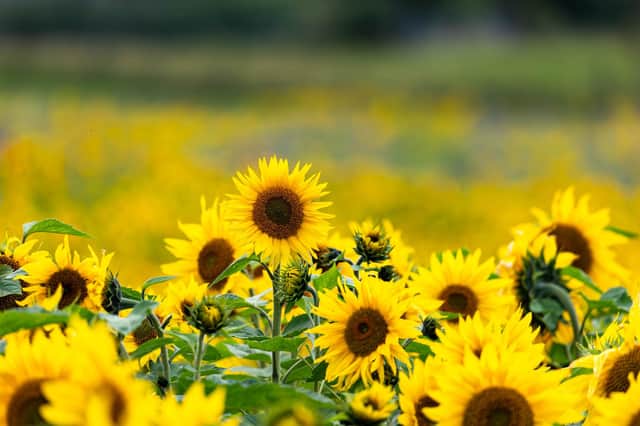 Barlow sunflower fields taken by Helen Toulson