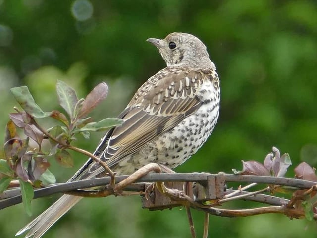 Thrush enjoying the sunshine in the garden