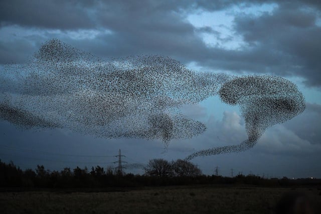 Starlings put on a display as they gather in murmurations  in Gretna, Scotland. 