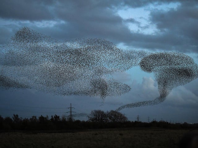 Starlings put on a display as they gather in murmurations in Gretna, Scotland.