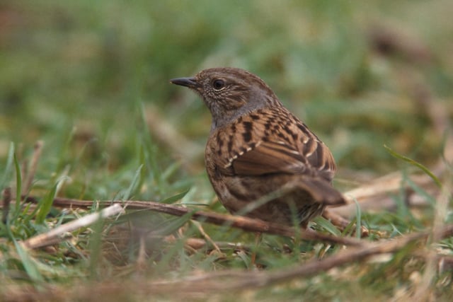 The Dunnock falls a place to 14th in the rankings list.