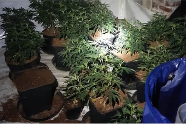 An investigation is under way after a cannabis cultivation was found in a house in Grimesthorpe, Sheffield