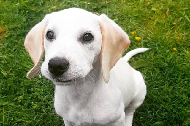 Kevin, a rare lemon beagle, joined Jenna Dowie's family during lockdown