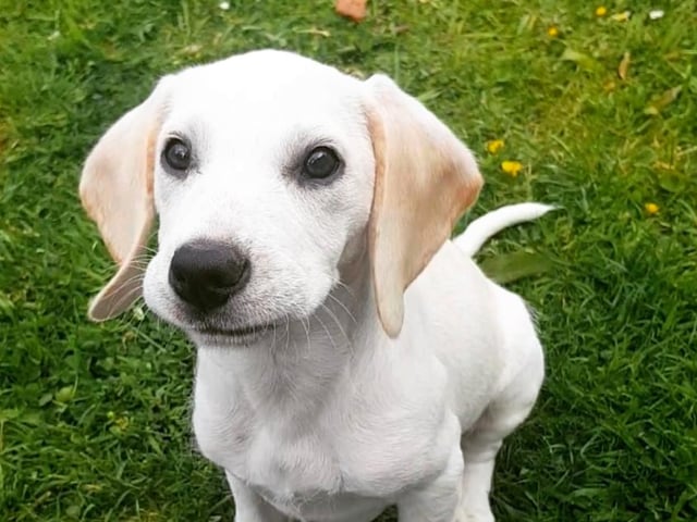 Kevin, a rare lemon beagle, joined Jenna Dowie's family during lockdown
