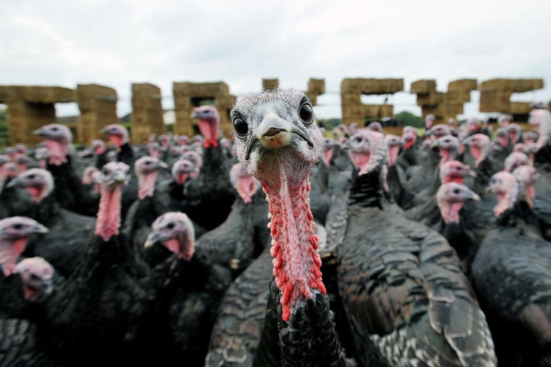 There are a number of farms to get a fresh, hand-reared, free range turkey in Sheffield, and many quality butchers who can help you fill your Christmas order for 2023 besides. (pic: Nick Ansell/PA)