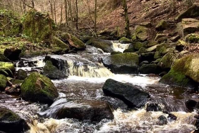 Wyming Brook. Sheffield Council said it will not be challenging the Forestry Commission on its orders to fell more than 1,000 larch trees at a beauty spot despite increasing pressure.