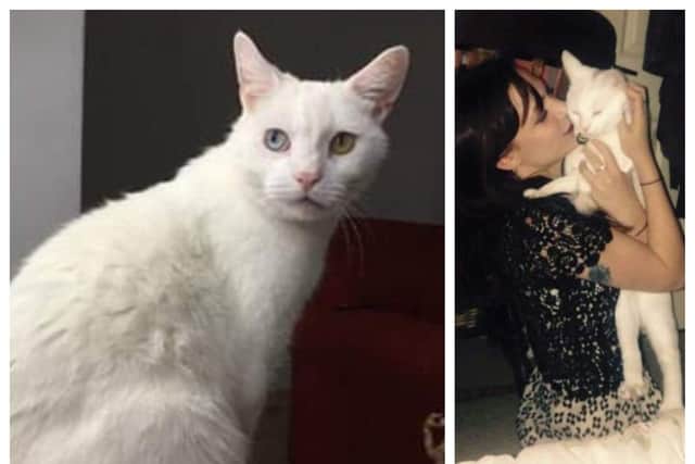 Picasso the cat has been missing since Sunday, November 20, when a man was seen placing a cat matching his description into a car in the Asda car park in Woodseats, Sheffield. His owner Kate Morgan has offered a £200 reward for Picasso's safe return