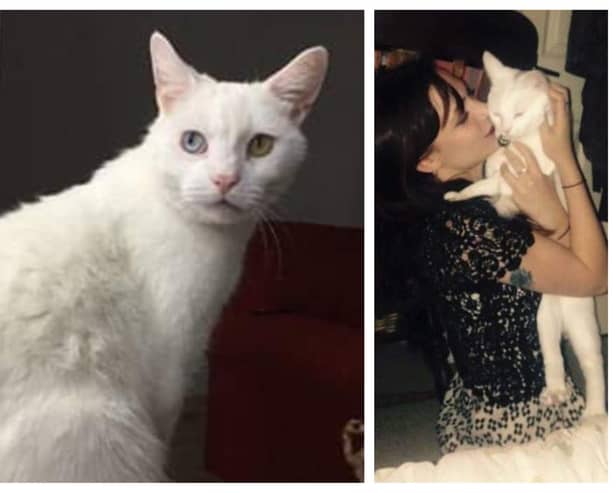 Picasso the cat has been missing since Sunday, November 20, when a man was seen placing a cat matching his description into a car in the Asda car park in Woodseats, Sheffield. His owner Kate Morgan has offered a £200 reward for Picasso's safe return