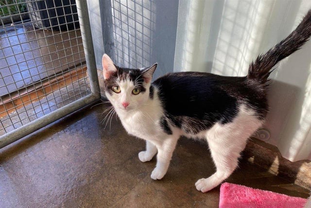 Dumbledore can be a little timid at first but once he has settled in, he is very affectionate and playful. He needs to be an indoor only cat and would benefit from being the only pet in the household so he can get all the attention!