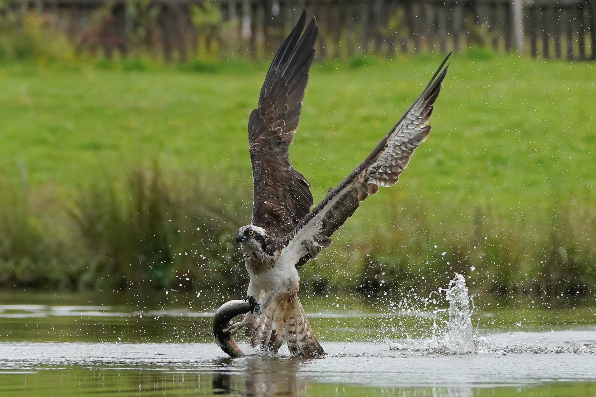 These incredible images capture the moment an osprey makes a successful catch in Aviemore, Scottish Highlands.  A sharp eyed photographer captured the moment an osprey rises from the water clutching its next meal.  Alan Wemyss, 55, snapped the majestic bird soaring over the water before it dipped its talons in and grabbed a fish.  The osprey's huge wingspan and piercing yellow eyes can be seen in the dramatic shots as it carries off the catch. Alan, a joiner, took the pictures in Aviemore, Scottish Highlands and said the birds began fishing as the sun came up.