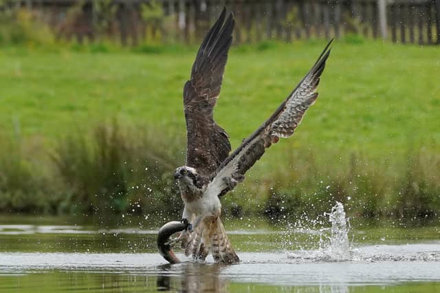 These incredible images capture the moment an osprey makes a successful catch in Aviemore, Scottish Highlands. A sharp eyed photographer captured the moment an osprey rises from the water clutching its next meal. Alan Wemyss, 55, snapped the majestic bird soaring over the water before it dipped its talons in and grabbed a fish. The osprey's huge wingspan and piercing yellow eyes can be seen in the dramatic shots as it carries off the catch. Alan, a joiner, took the pictures in Aviemore, Scottish Highlands and said the birds began fishing as the sun came up.
