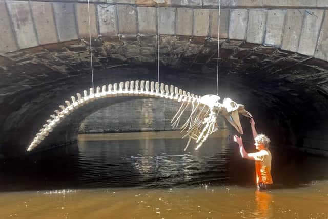 Dave Clay in the River Don with his whale skeleton under the Blonk Street bridge.