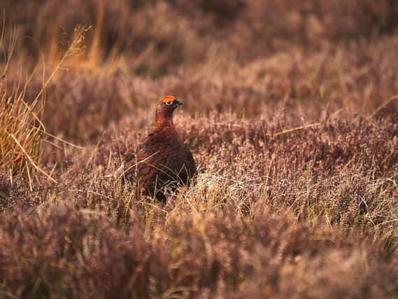 A Red Grouse in the dry autumn heather