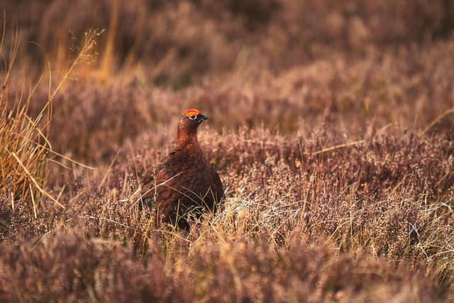A Red Grouse in the dry autumn heather