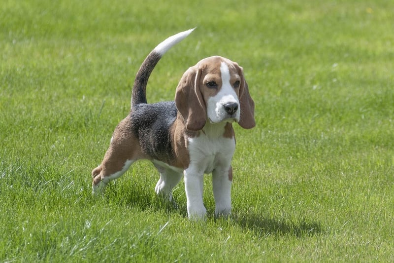 Next is the humble Beagle. Originally bred as a scent dog, they make great companions.