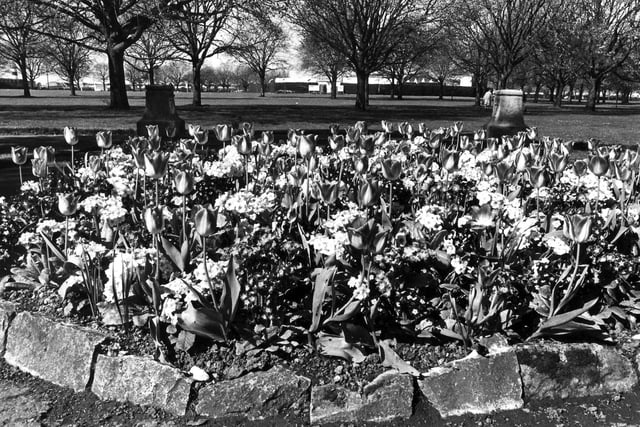 Flowers in Southsea Common in May 1972