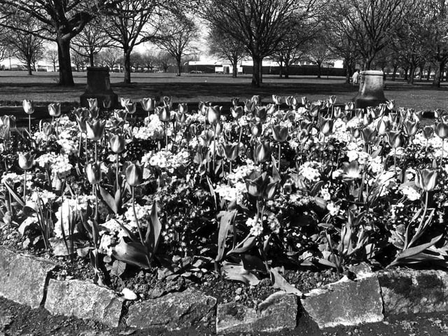 Flowers in Southsea Common in May 1972