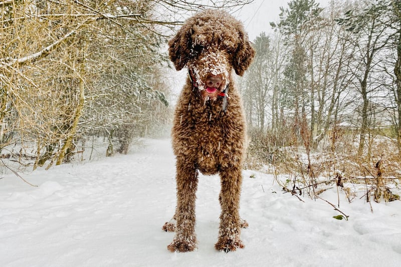 Meet Bella the poodle - having fun in the snow (Picture: Robert Thomson, Lifetime Photography)