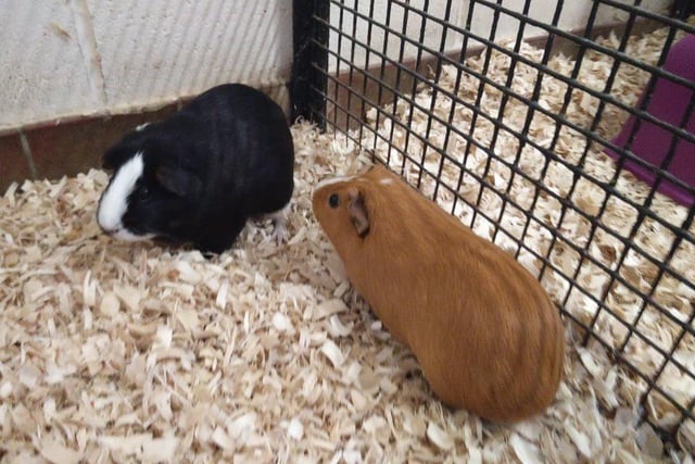 Crunch and Krave are looking for a home together after a tough start to life. They are very timid and will require time and patience to bring them out of their shell, but they know when it’s time for vegetables and love a run around.