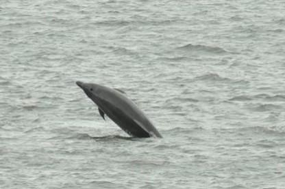 The visit from the dolphins at Roker follows a sighting of orcas off the Seaham coast.