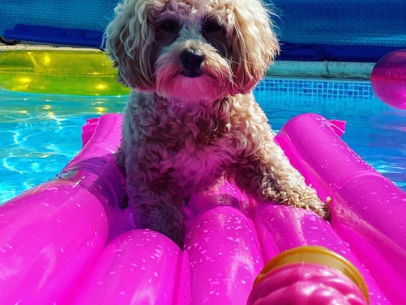 This is Cobie, owned by Kelly Stafford.