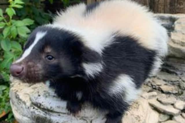 Flower the Skunk has gone missing in the S12 area of Sheffield