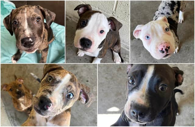 These five American Bulldog crossbreed puppies, aged just 10 weeks, have all been put up for adoption through the charity Helping Yorkshire Poundies, which is based in Rotherham. Photo: Helping Yorkshire Poundies