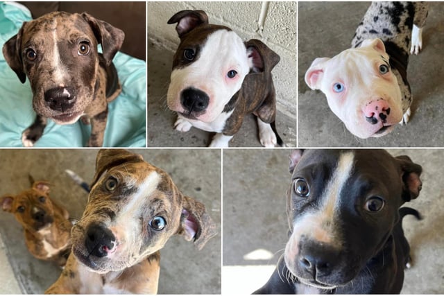 These five American Bulldog crossbreed puppies, aged just 10 weeks, have all been put up for adoption through the charity Helping Yorkshire Poundies, which is based in Rotherham. Photo: Helping Yorkshire Poundies