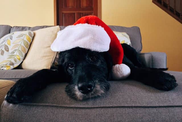 Vets have issued advice to pet owners for Christmas and New Year.