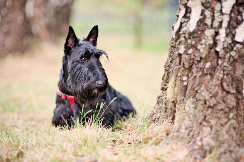 Often described as a big dog in a small dog's body, Scottish Terriers have personality to spare. They have a median lifespan of 12.7 years.