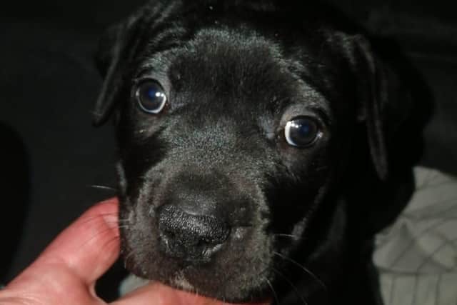 Two of the puppies are black with white chest markings, like this one pictured.