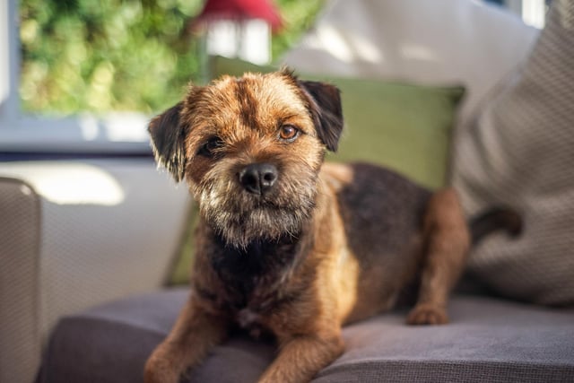 Border Terriers are also a firm favourite among many in the UK, taking eighth place in the ranking