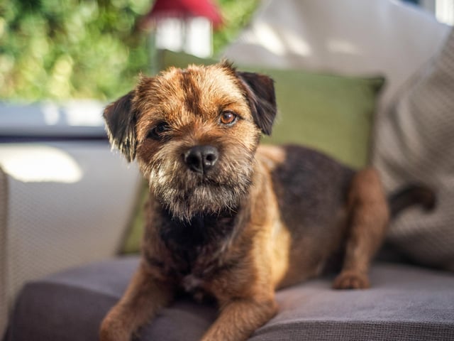Border Terriers are also a firm favourite among many in the UK, taking eighth place in the ranking