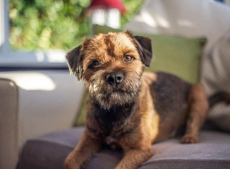 Border Terriers are also a firm favourite among many in the UK, taking eighth place in the ranking