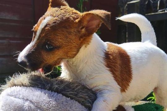 Adorable pup Archie from @archie_the_mini_jack_russell