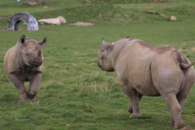 A rare rhino pregnacy has been announced at Yorkshire Wildlife Park