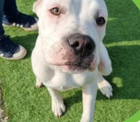A 6-month-old American Bulldog, Tyson is a lovable puppy who is comfortable around other dogs. He has been in a home for all of his life but will need basic home training in a new environment.