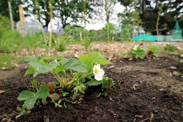A bed of strawberries growing on an allotment