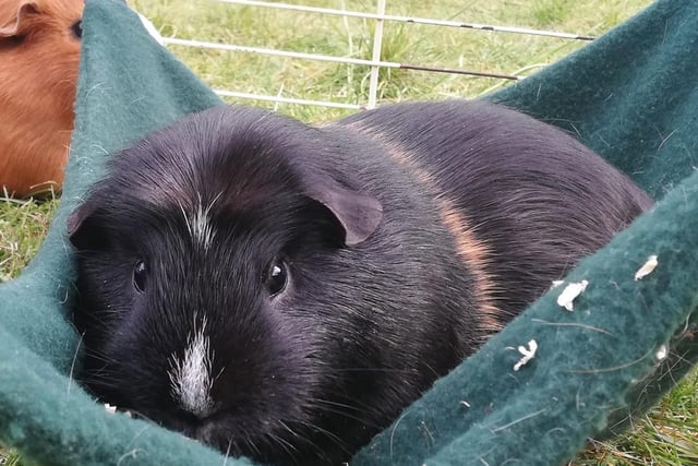 Guinea pig Mr Sniffles enjoying the sunshine. Photo submitted by Danielle Overend-Hogg.