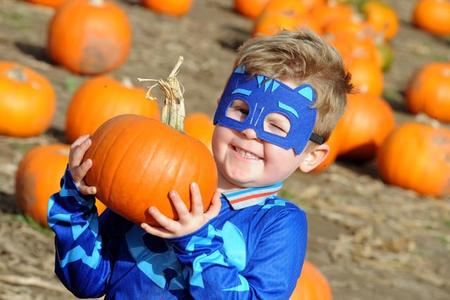 Known for its field full of pumpkins you can pick your own October 3 to October 31, 9am to 5pm, if you book online. 

​