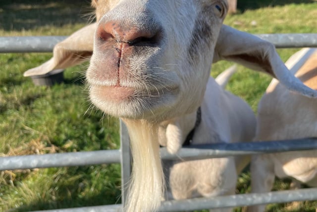 Meet Snowy the Boer goat, who is aged eight, and came to the sanctuary this year having been retired from breeding in a commercial herd.  She had had triplets and lost a lot of weight as a result - she’s needed plenty of food and TLC for an infected foot, as well as drying out her udder to stop milk production.  Snowy has the sweetest nature, always wanting a cuddle or attention, and her eyes follow every packet of treats around the field to make sure she gets her share.