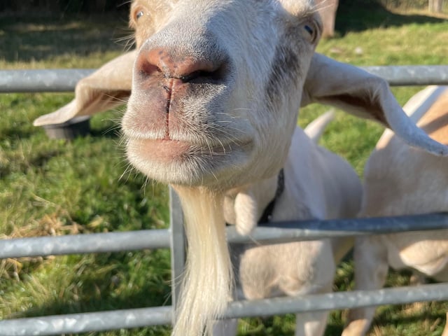 Meet Snowy the Boer goat, who is aged eight, and came to the sanctuary this year having been retired from breeding in a commercial herd.  She had had triplets and lost a lot of weight as a result - she’s needed plenty of food and TLC for an infected foot, as well as drying out her udder to stop milk production.  Snowy has the sweetest nature, always wanting a cuddle or attention, and her eyes follow every packet of treats around the field to make sure she gets her share.