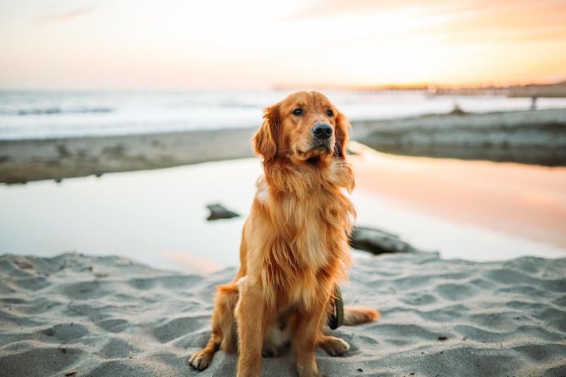 Golden Retrievers came in at ninth place. The gentle, medium-sized dogs are a great choice for families.