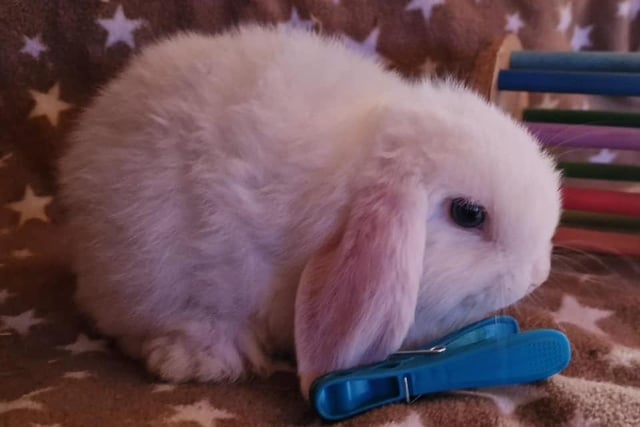Samina Azam said: "Popcorn is 15 weeks old, he is a Mini Lop. He is the most sweetest loving bunny ever. He is loved by myself, my eight year old son and my husband. He is spoilt by all of us."