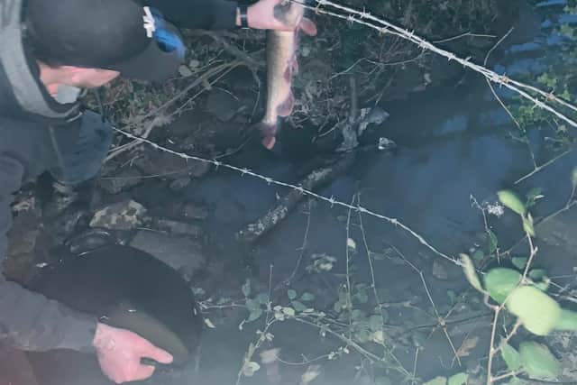 "Hundreds" of carp and fish have reportedly died after a sluice gate was opened at Harthill Reservoir on February 1. Images courtesy of Ben Elliott.