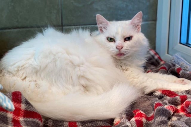 Nunu is a lovely older lady who is looking for a comfy sofa and fluffy blanket to snuggle into. She is quite an independent lady and enjoys a nice groom whilst snoozing under her heat lamp.