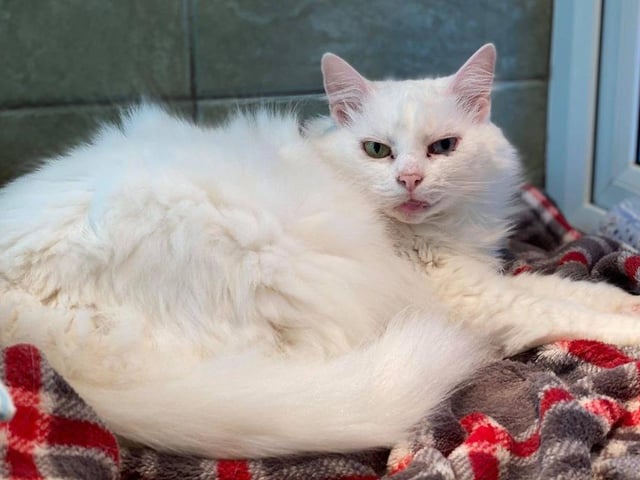 Nunu is a lovely older lady who is looking for a comfy sofa and fluffy blanket to snuggle into. She is quite an independent lady and enjoys a nice groom whilst snoozing under her heat lamp.