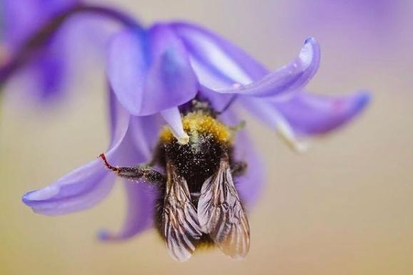 A bumble bee in bluebell from  @juststephphotography
